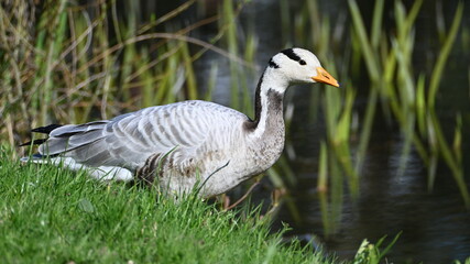 Gęś tybetańska © arek
