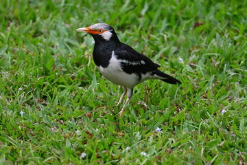 Szpak białouchy © arek