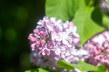 Fototapeta premium Close up of pale purple lilac flowers blooming in the spring sun