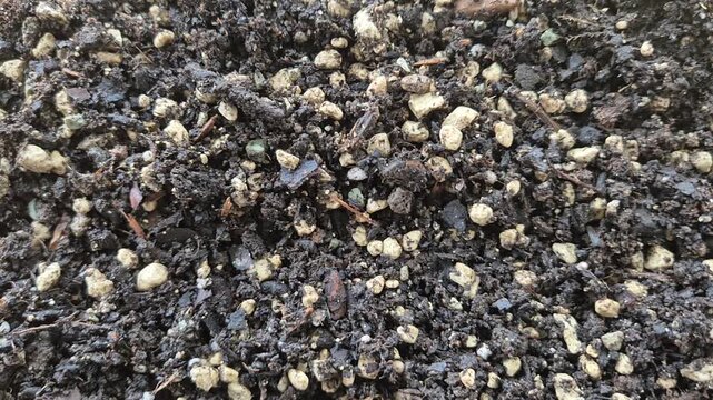 A close-up view of nutrient-rich potting soil mixed with pumice, zeolite, pine barc and organic matter, showing a dark, moist texture ideal for gardening and plant cultivation.
