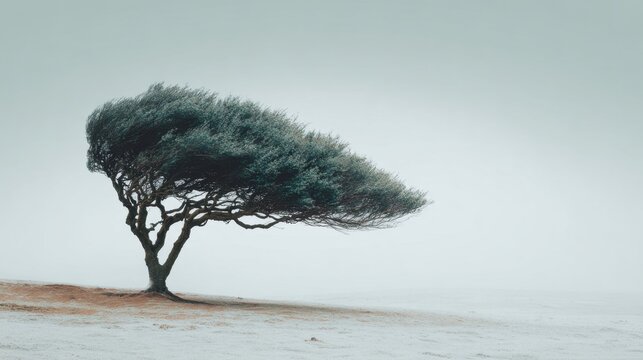 Windswept Tree Standing Alone in Misty Landscape Under Grey Sky