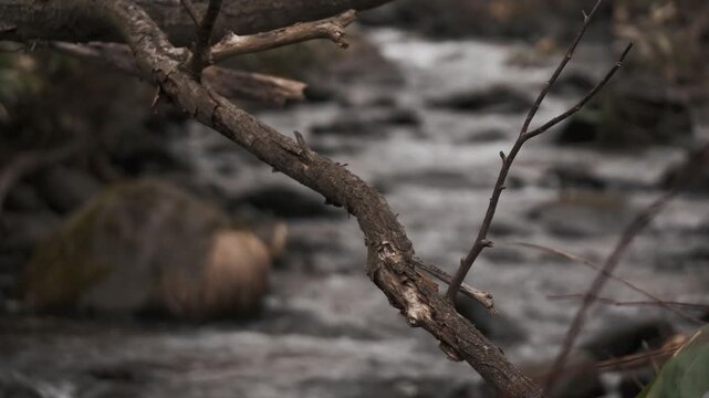 冬枯れの森と笹のの中を流れる渓流風景