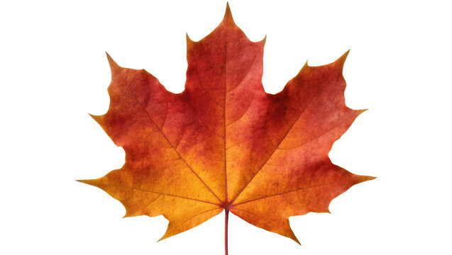 Beautiful fall maple leaf displaying a stunning gradient of red, orange, and yellow hues