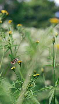 Polilla saltarina posada sobre flor silvestre amarilla en jard&iacute;n desenfocado