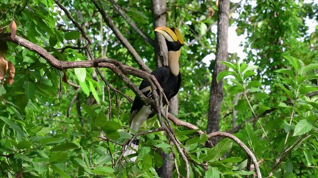 Majestic Great Hornbill Bird In Its Natural Habitat