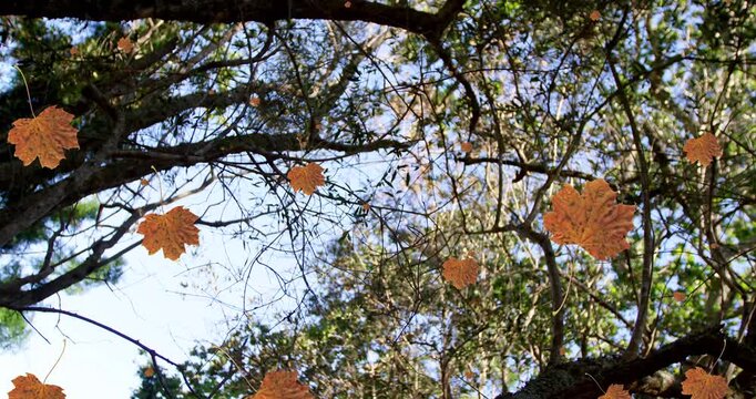 Animation of autumn leaves falling against view of trees and blue sky