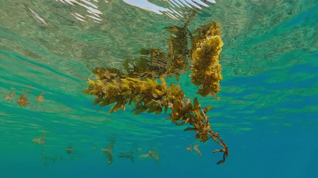 Storm-ripped Sargassum brown macroalgae drifts across top of blue water and reflects on its surface, underwater footage, close-up.