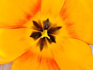 Nahaufnahme einer gelben Tulpenblüte - Tulpe im Frühling © Tobias