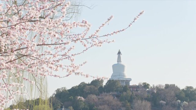 Beautiful Spring Flowers at Chanfu Temple, White Dagoba in Beihai Park under Blue Sky, Beijing