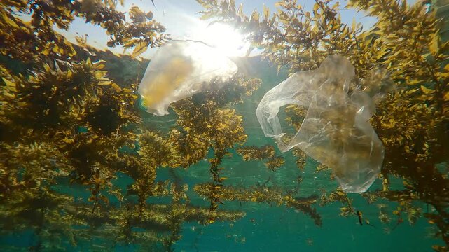 Close-up of storm-ripped of Sargassum brown seaweed drifting on water surface and carrying plastic waste with them, on bright sunny day, backlit by sun, underwater footage, plastic pollution of Ocean