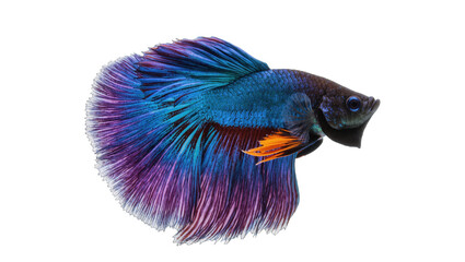 Beautiful blue and purple Betta fish displaying its magnificent flowing tail fins © Eustace