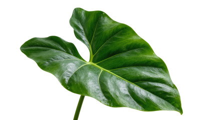 Lush green tropical plant leaf with prominent veins, capturing nature's fresh and vibrant beauty © Eustace