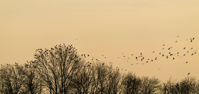 Ballet a&eacute;rien de corvid&eacute;s au cr&eacute;puscule : le rituel immuable des corbeaux freux avant le repos, Alsace, France