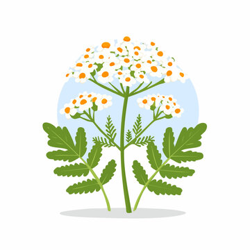 Schafgarbe Bl&uuml;te Heilkraut botanische Grafik