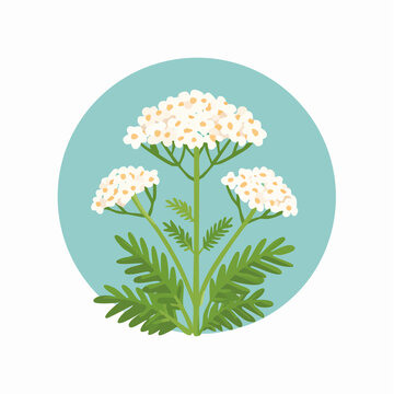 Schafgarbe Bl&uuml;te Heilkraut botanische Grafik