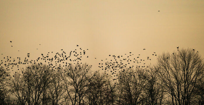 Ballet a&eacute;rien de corvid&eacute;s au cr&eacute;puscule : l'envol&eacute;e des freux dans le ciel d'hiver, Alsace, France