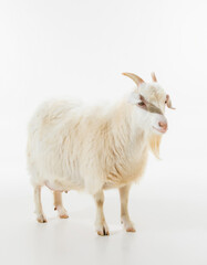 Fototapeta premium A fluffy white goat with small horns stands alert in a studio setting on a white background, showcasing its gentle appearance