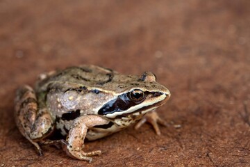 Fototapeta premium Little brown frog on natural background. Wildlife conservation.