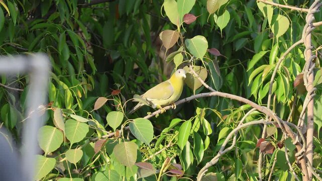 A beautiful yellow-footed green pigeon perched calmly on a tree branch, showcasing its soft green plumage and distinctive yellow legs. Captured in natural daylight with a blurred leafy background