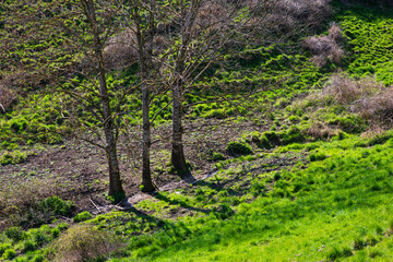Obraz premium Un filet d'eau coule au pied de trois arbres frères au cœur de l'espace naturel de Sainte-Marie-aux-Mines, CEA, Grand Est, France