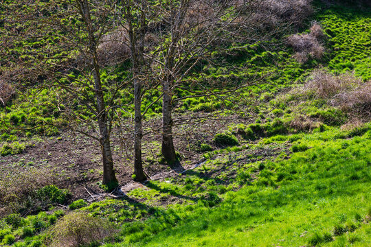 Un filet d'eau coule au pied de trois arbres fr&egrave;res au c&oelig;ur de l'espace naturel de Sainte-Marie-aux-Mines, CEA, Grand Est, France