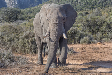 Fototapeta premium African Elephant bull male in Musth solo wild South africa approaches camera large tusks powerful