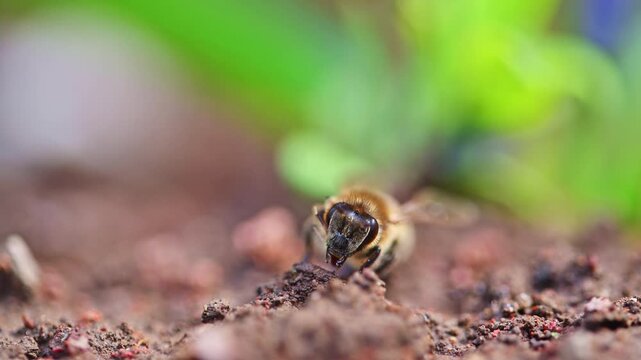 Bee digs into soil with focused intent. Earthy tones contrast with blurred green foliage. Close-up shot highlights bee's industrious behavior. Ideal for nature, agriculture, or environmental themes