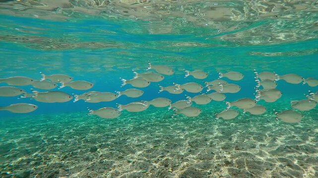 Close-up, group of Flagtail fish swim over sandy-stoned seabed against blue water with school of Silversides Atherina. Striped flagfish or Five-stripped Flagfish (Kuhlia mugil)