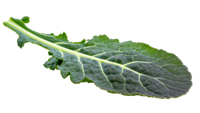 Vibrant raw collard green leaf, fresh healthy cooking ingredient, natural food texture
