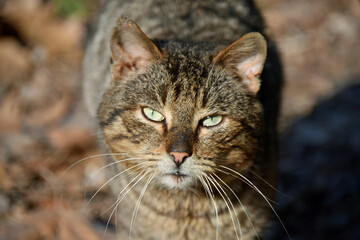 Fototapeta premium Close-up of a cat with an expressive look Classic wild tabby striped color Thick fur Light green eyes Background dry leaves Animal fauna Pet