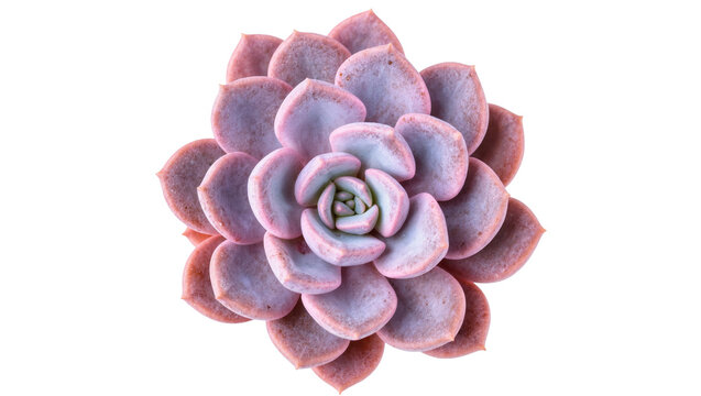 Vibrant pink and purple Echeveria succulent plant, a beautiful rosette with soft hues