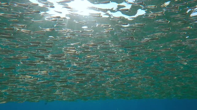 School of Silversides Atherina swimming below water's surface, bright rays of sun illuminate fish`s contours, backlit by sunlit. Atherina`s swims under brightly sunburst on sunny day