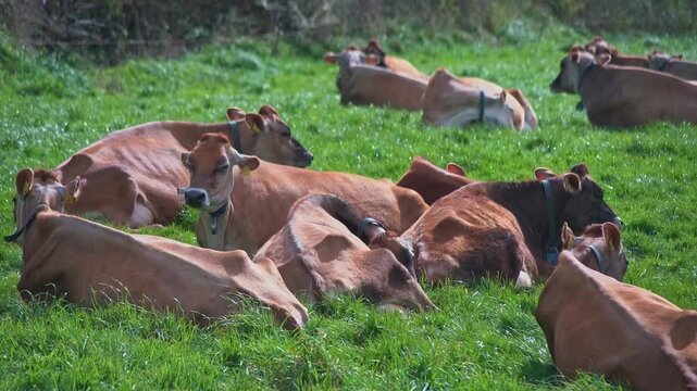 A group of brown Jersey cows lying together on lush green grass in a peaceful rural meadow in Looe, Cornwall, UK. The scene captures calm farm life with gentle movement from the wind across the field.