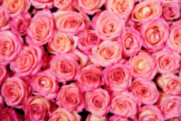 Naklejka premium Blur. Background blurred of pink roses. Background design abstraction.
