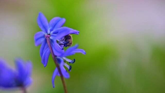 Bee collects nectar from a blue squill flower