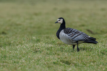 Obraz premium Barnacle goose in the meadow, in its natural environment searching for food.