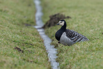 Obraz premium Barnacle goose in the meadow, in its natural environment searching for food.