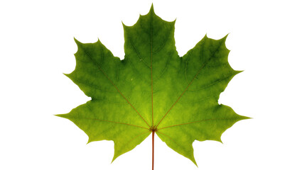 Fototapeta premium Vibrant fresh green maple leaf showcasing intricate natural patterns and textures