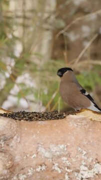 Female bullfinch lands on wooden feeder, pauses cautiously, grabs a seed and flies away. Close-up slow motion wildlife scene with soft bokeh, natural light and forest background.
