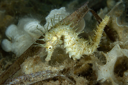 Master of Disguise: A Long-snouted Seahorse (Hippocampus guttulatus) camouflaged among Padina algae and seagrass, Spain