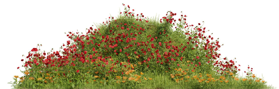 Field of red wildflowers on a hill in nature on transparent background - PNG file, 3D rendering illustration