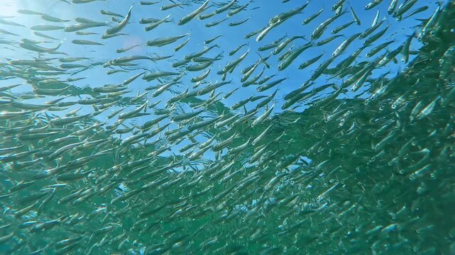 View from below on school of Silversides Atherina swimming under waves, gleaming in sunlight against blue sky, backlit by sun. Atherina`s swims just below surface of water and flickering in sunshine