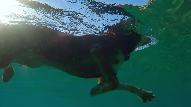Underwater view, Close-up of dog swimming on surface of water towards shore on sunny day. Doggy refreshes itself from sweltering summer heat by swimming in sea. dog swam in sea to cool off.