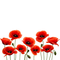 Naklejka premium Vibrant red poppies on white background