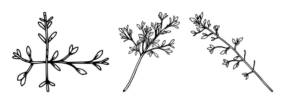 Tarragon sprig set with single weight line drawing featuring culinary herb, minimalist, clean line with white background and isolated foliage