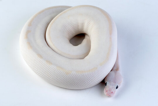 Albino ball python on white background