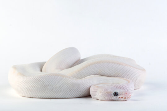 Albino ball python on white background