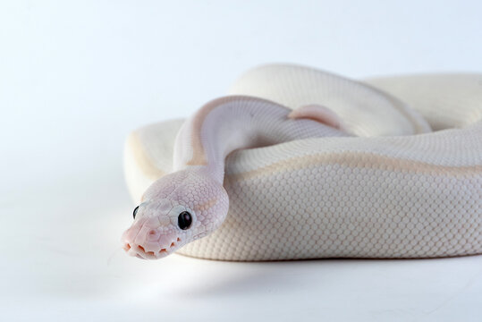Albino ball python on white background