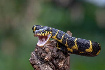 Naklejka premium Mangrove Cat Snake (Boiga dendrophila) in attacking position