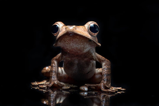 Borneo Eared Frog on a black background